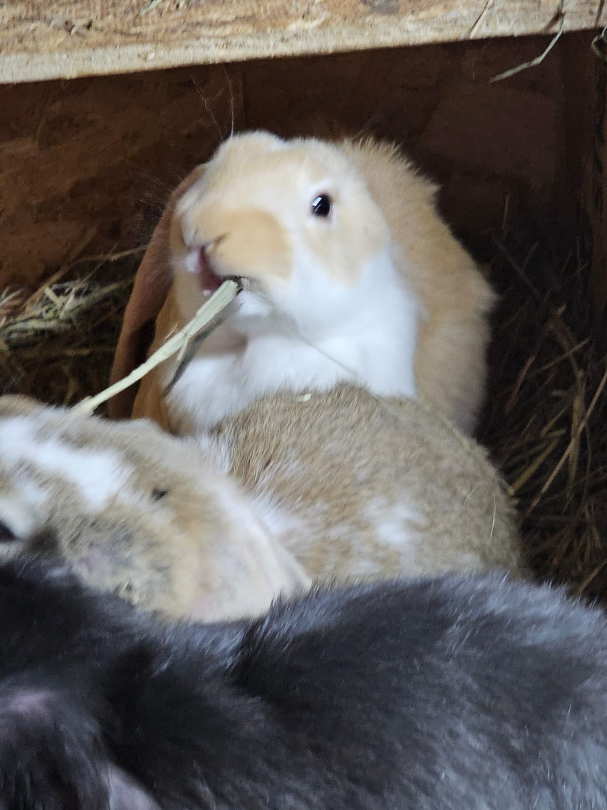 Munchkin the adorable bunny